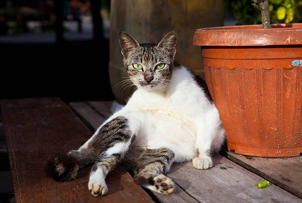 istock Big cat on Mabul island, Borneo 459868811