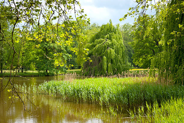 istock Beautiful Pond in a Park 459872591