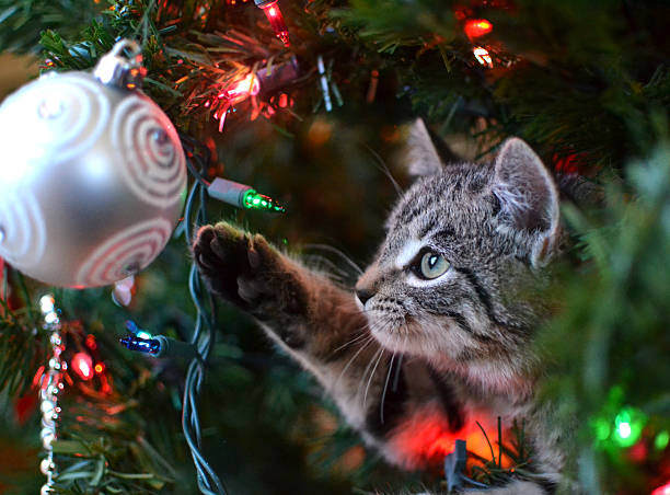 Cat in Christmas Tree Grey tabby kitten playing with ornament in Christmas tree kitten gift stock pictures, royalty-free photos & images