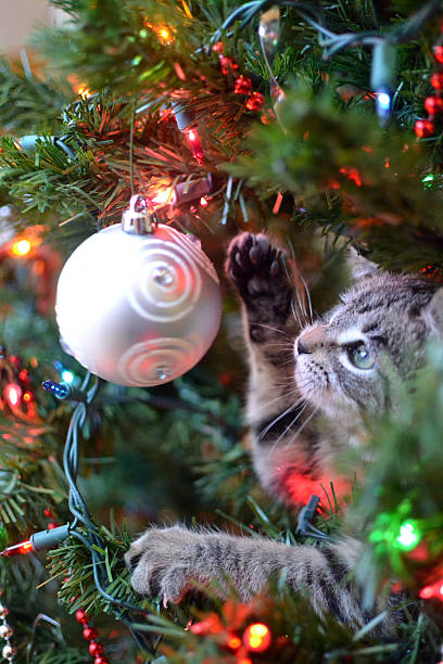 Kitty Christmas Tree stock photo