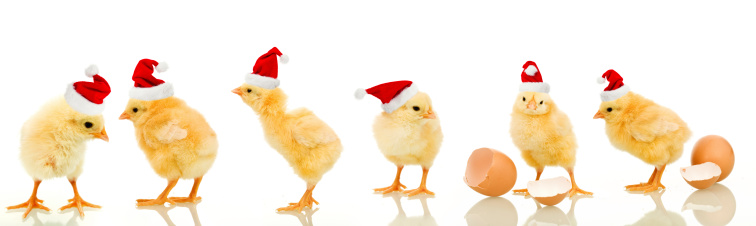 Lots of baby chicken at christmas wearing santa claus hats - isolated with reflection