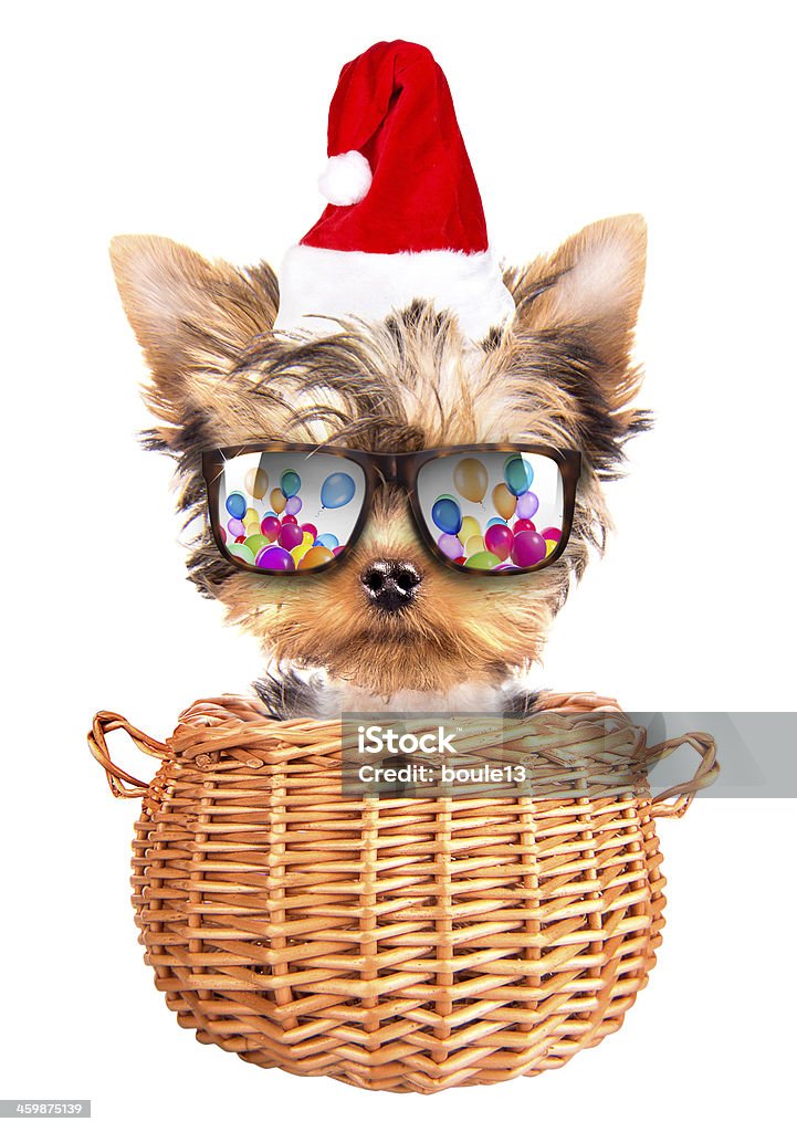 christmas dog as santa in a basket christmas dog as santa in a basket on a white background Christmas Stock Photo
