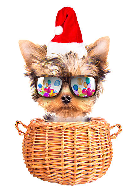 christmas dog as santa in a basket christmas dog as santa in a basket on a white background lieke klaus stock pictures, royalty-free photos & images