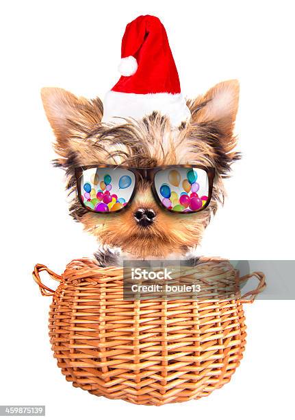 Christmas Dog As Santa In A Basket Stock Photo - Download Image Now - Christmas, Animal, Basket