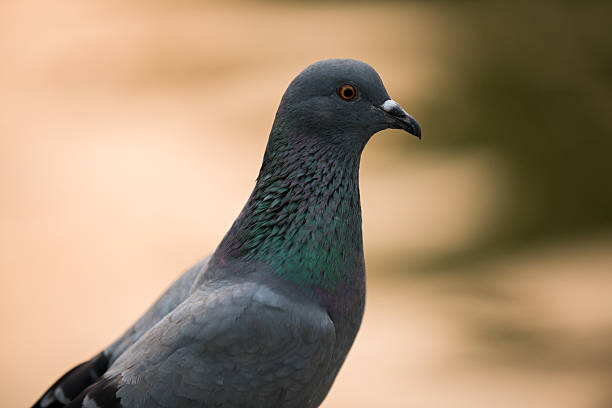 istock ferral pigeon detail 459876507