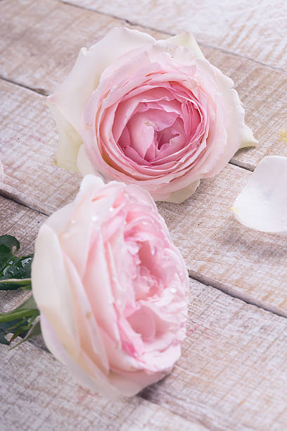 istock Postcard with pastel roses 459876615