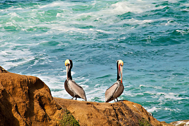 istock Pelicans on a cliff in La Jolla 459877393