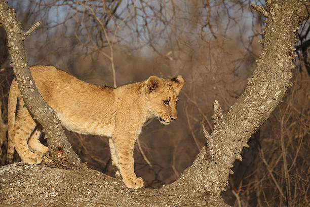 istock African Lion cub in Kruger National Park 459878029