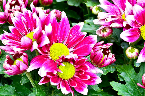 rosa chrysanthemums - christs fotografías e imágenes de stock