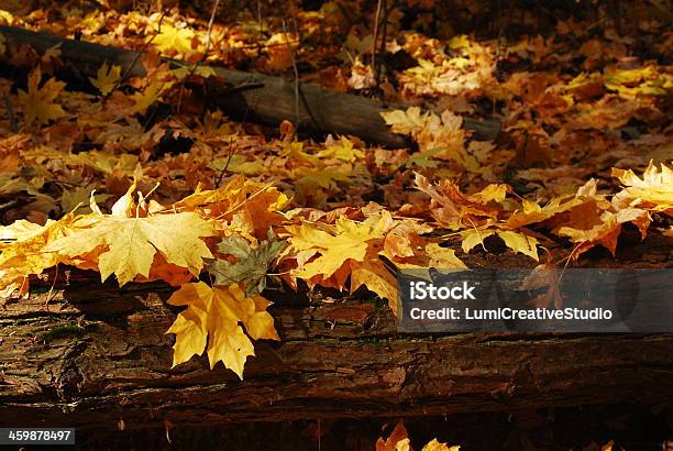 Fall Leaves Scene Stock Photo - Download Image Now - Autumn, Backgrounds, Branch - Plant Part