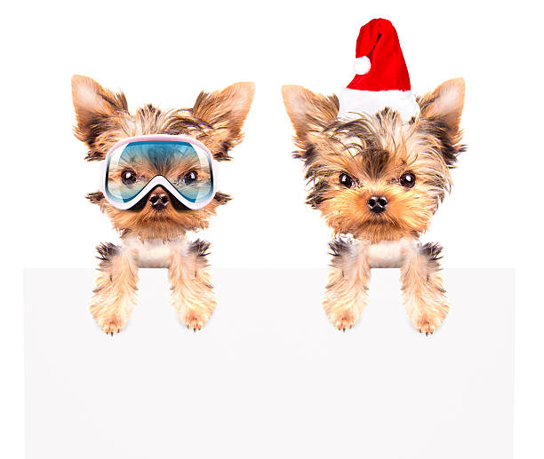 christmas dog as santa with bunner christmas dog as santa with bunner on a white background lieke klaus stock pictures, royalty-free photos & images