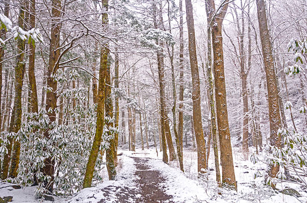 森林のコースで、春の雪 - tennessee great smoky mountains great smoky mountains national park north carolina ストックフォトと画像