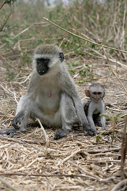 istock Vervet or Green monkey, Chlorocebus pygerythrus 459880917