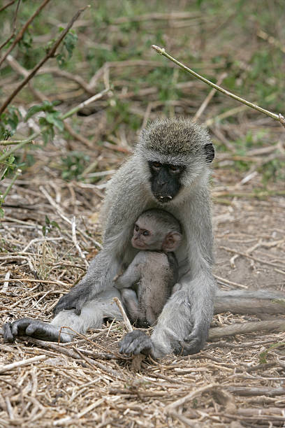 istock Vervet or Green monkey, Chlorocebus pygerythrus 459881011
