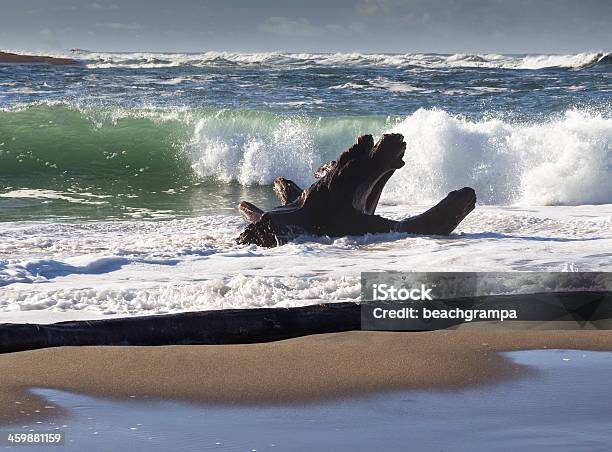 Driftwood In The Surf Stock Photo - Download Image Now - Beach, Breaking Wave, Driftwood