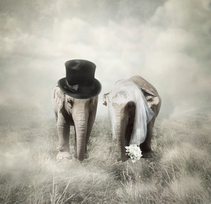 Elephants that who are getting married in Twenties style