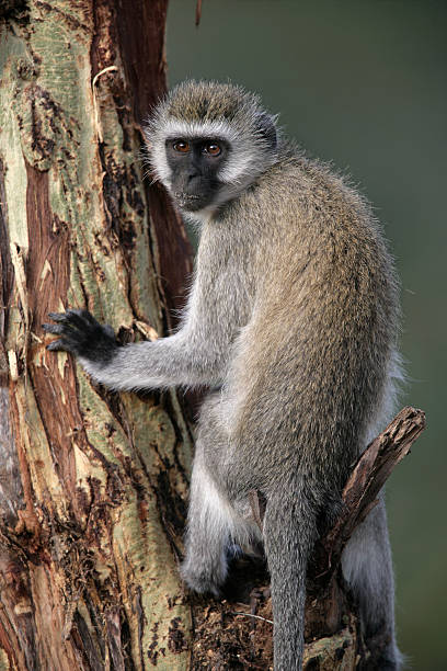 istock Vervet or Green monkey, Chlorocebus pygerythrus 459881773