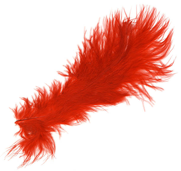 istock macro shot of red feather 459886457