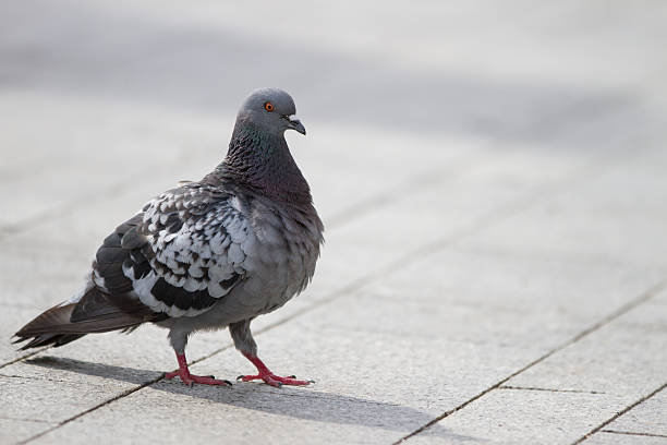 istock Feral Pigeon walking on a street during the courtship 459886907