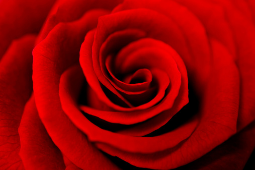A solitary red rose in the center of a canvas with bold brushstrokes representing an interplay between modern painting and digital photography