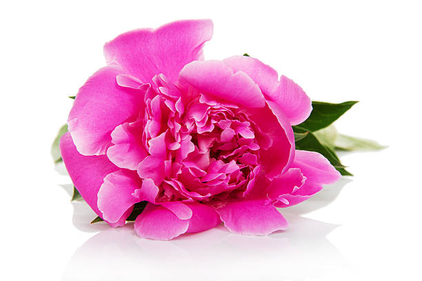 istock Flower of a pink peony 459887767