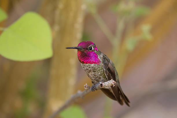 istock Male Anna's Hummingbird 459888187