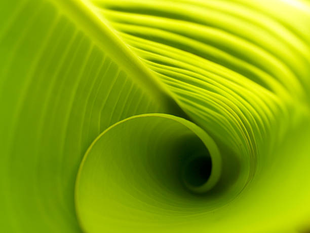 istock closeup of banana leaf texture 459889143