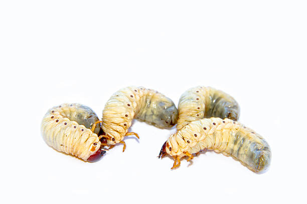 istock Scarab beetle or Batocera rufomaculata(De Geer) 459889261
