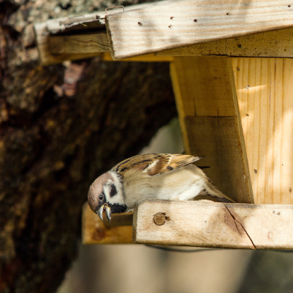 Eurasian Tree Sparrow at a feeding place