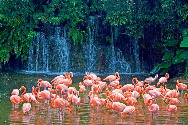 Photo of Flock of Rosy flamingoes, Singapore.