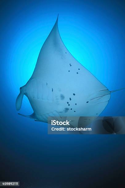 Manta Ray In Blue Maldives Stock Photo - Download Image Now - Atoll, Beach, Beauty In Nature