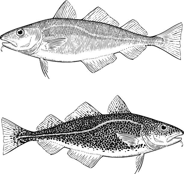 ilustrações de stock, clip art, desenhos animados e ícones de bacalhau-do-atlântico - bacalhau