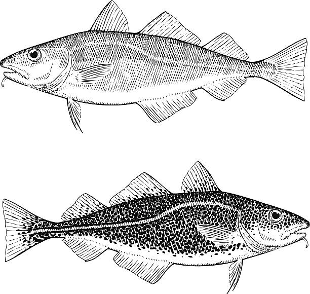 ilustrações, clipart, desenhos animados e ícones de bacalhau do atlântico - cod