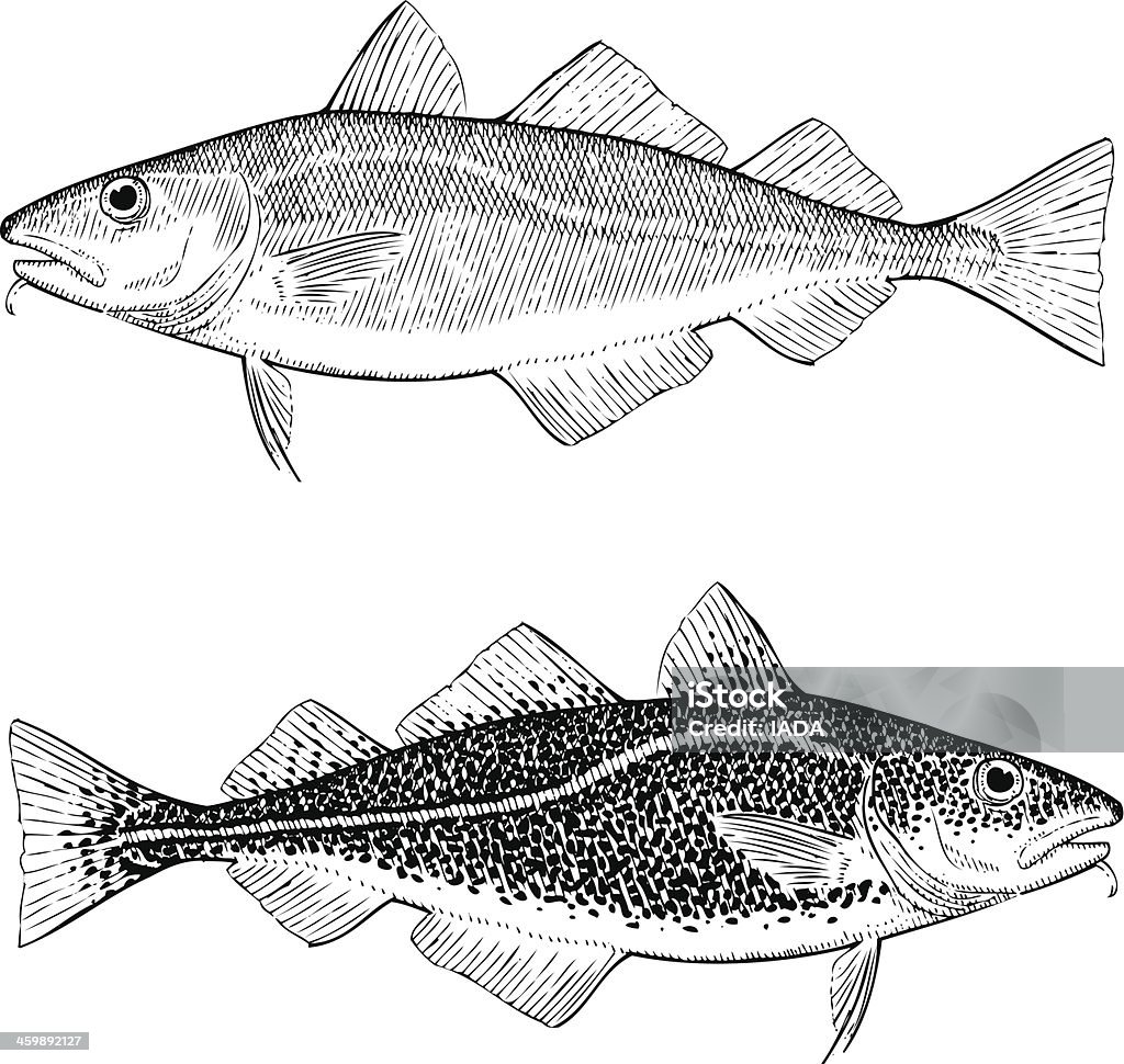 Atlantic Cod Hand drawn illustrations of Atlantic Cod Cod stock vector