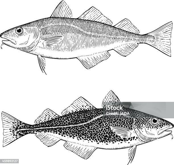Atlantic Cod Stock Illustration - Download Image Now - Cod, Illustration, Fish and Chips