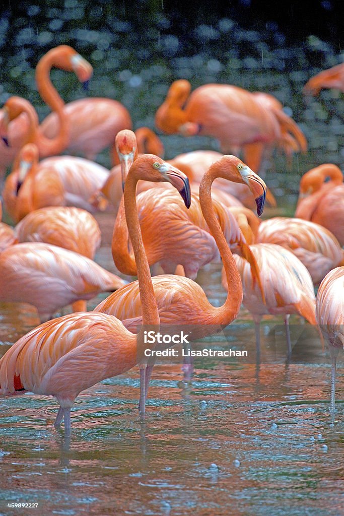 Rosy Flamingoes standing in the rain, Singapore Group of American (or Rosy) Flamingoes standing in heavy rain, at Jurong Bird Park, Singapore. Africa Stock Photo