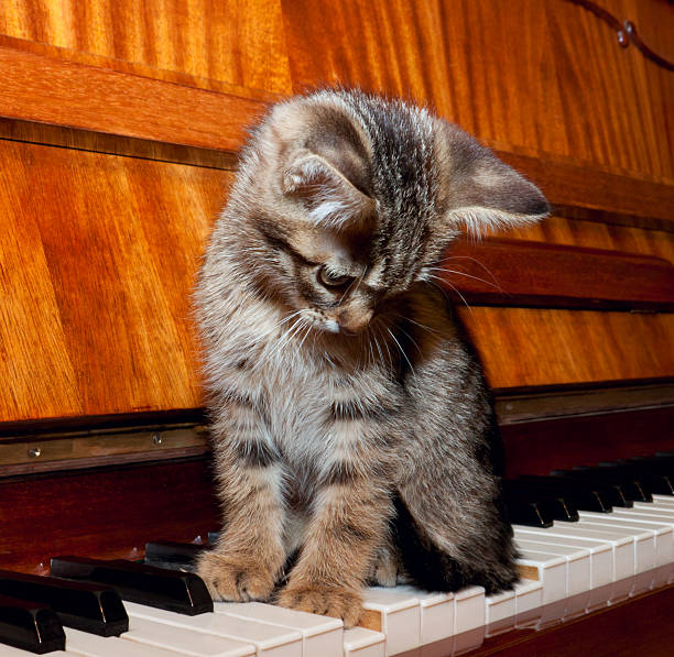 istock The kitten sitting on piano keyboard 459892669