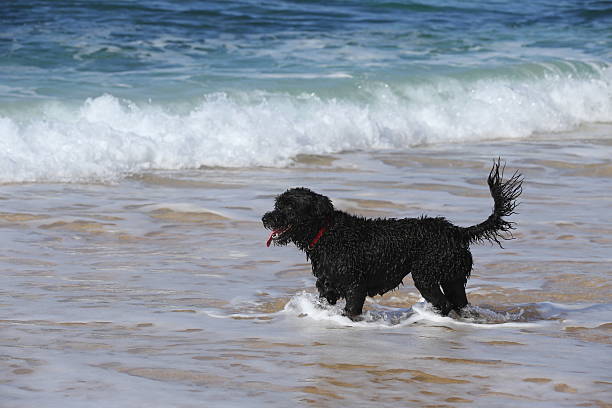 istock Dog standing in water at beach 459893717