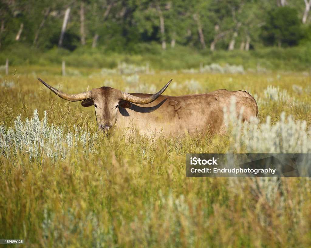 Texas Longhorn cow Texas Longhorn cow in Theodore Roosevelt National Park in North Dakota Agriculture Stock Photo