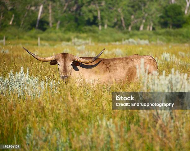 Texas Longhorn Cow Stock Photo - Download Image Now - Agriculture, Animal, Bull - Animal