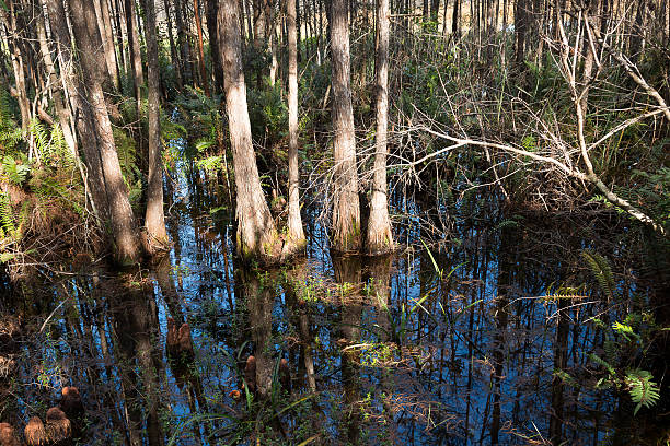 Grassy Swamp stock photo