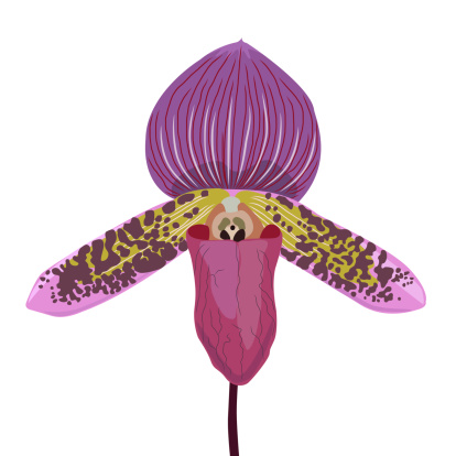 Lady's slipper orchid. Paphiopedilum Callosum.