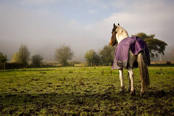 A white and brown horse standing in a muddy field