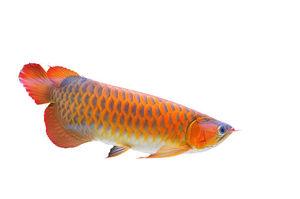 Isolated red arowana fish An red arowana fish isolated on a white background golden arowana fish stock pictures, royalty-free photos & images