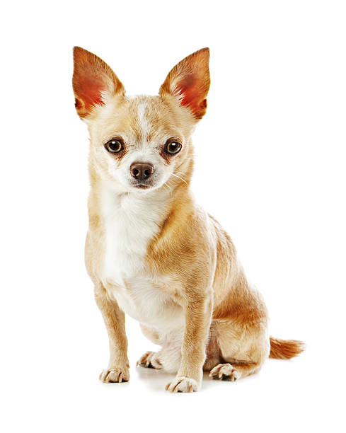 istock Beige chihuahua dog isolated on white background. 459901463