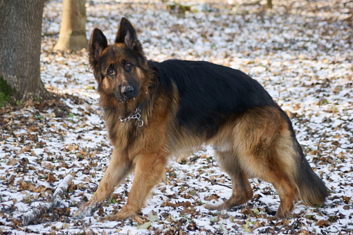 German Shepherd Dog