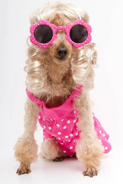 A poodle with blonde curls, wearing pink and white polka dot sunglasses and a matching dress.