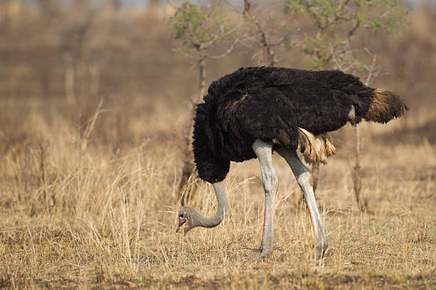 istock Common Ostrich in Kruger National Park 459903271