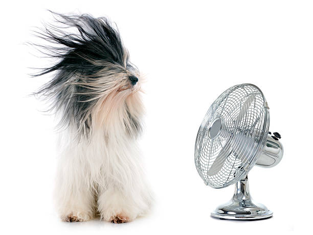 tibetan terrier and fan tibetan terrier and fan in front of white background blowing stock pictures, royalty-free photos & images