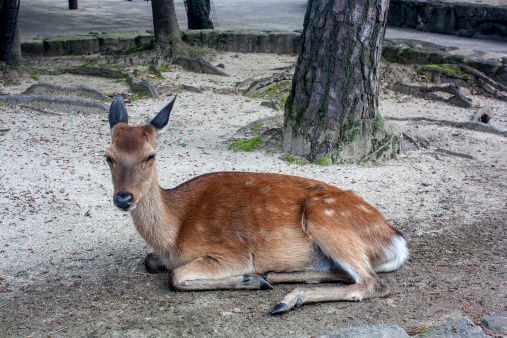 Deer by the Itsukushima Shrine on Miyajima Island in Hiroshima, Japan.
